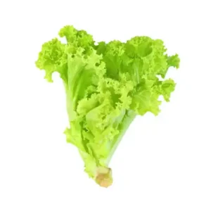 lettuce